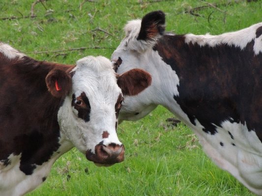 Prairie pasture grazing livestock Photo