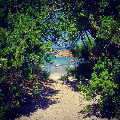 Beach landscape sea tree Photo