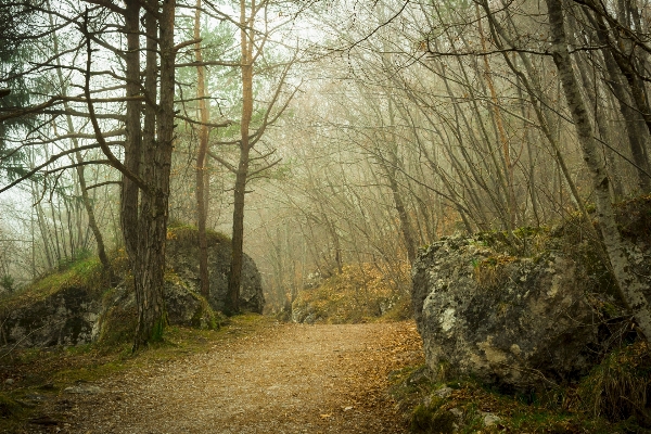 Tree nature forest wilderness Photo