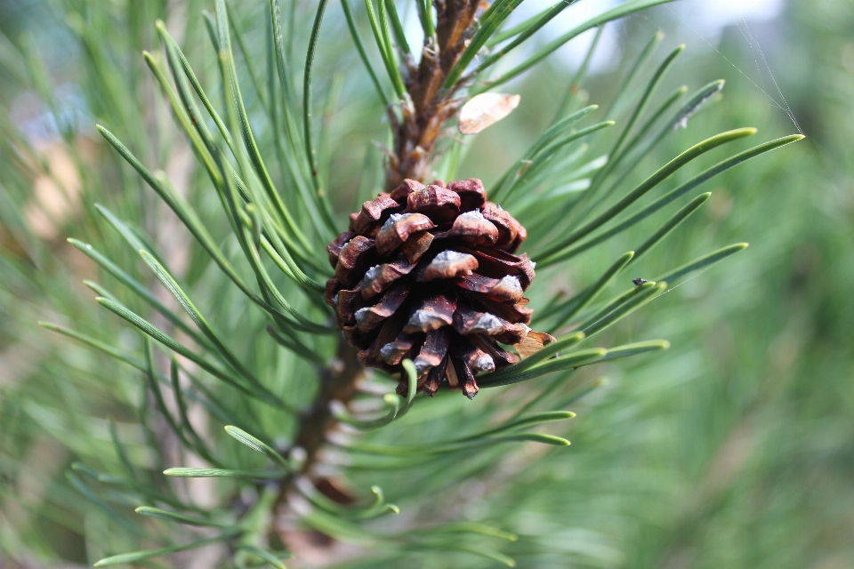 Baum wald zweig anlage