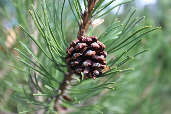 Tree forest branch plant Photo