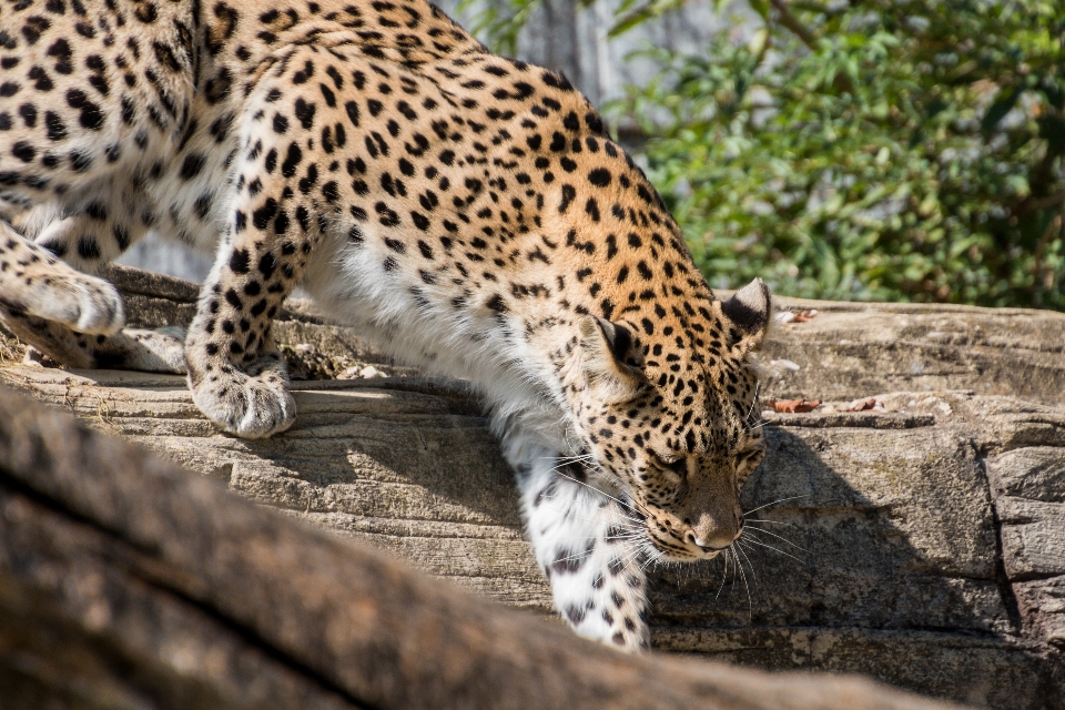 Tierwelt zoo katze säugetier