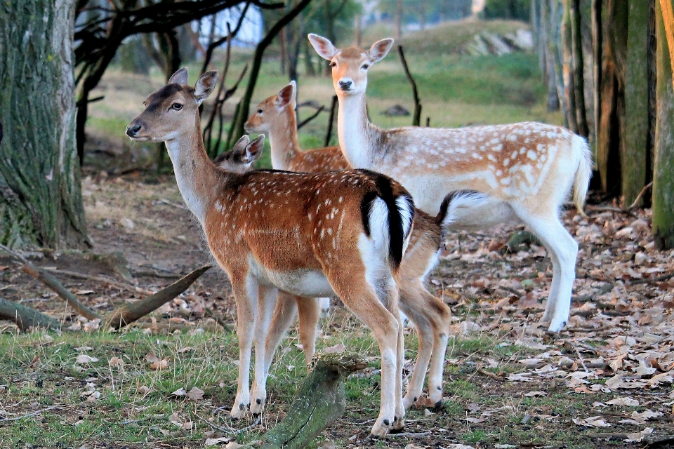 Naturaleza bosque fauna silvestre salvaje