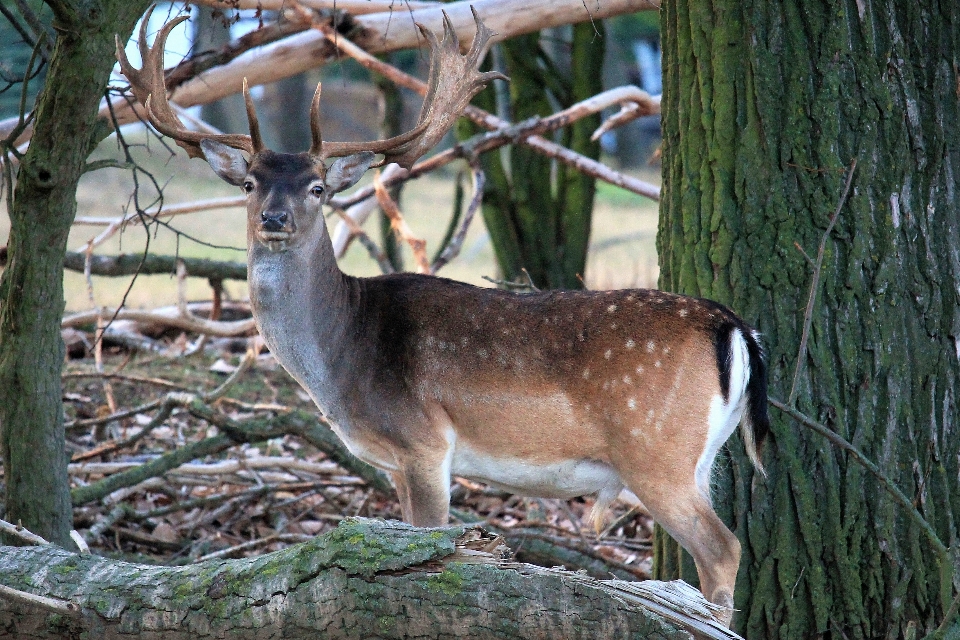 Nature forêt animal faune