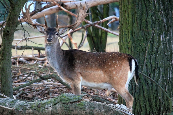 Nature forest animal wildlife Photo