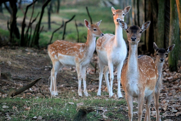 Foto Satwa margasatwa liar rusa