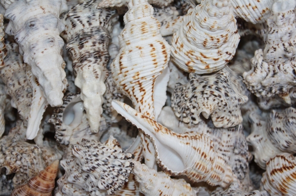 Decoration pattern coral invertebrate Photo