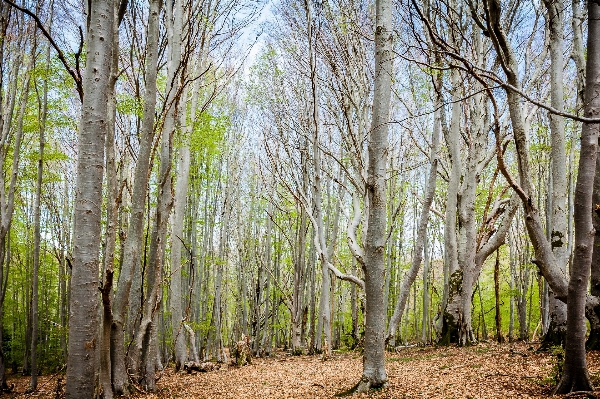 Foto Lanskap pohon alam hutan