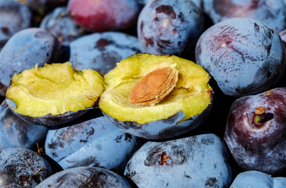 Anlage frucht stein essen