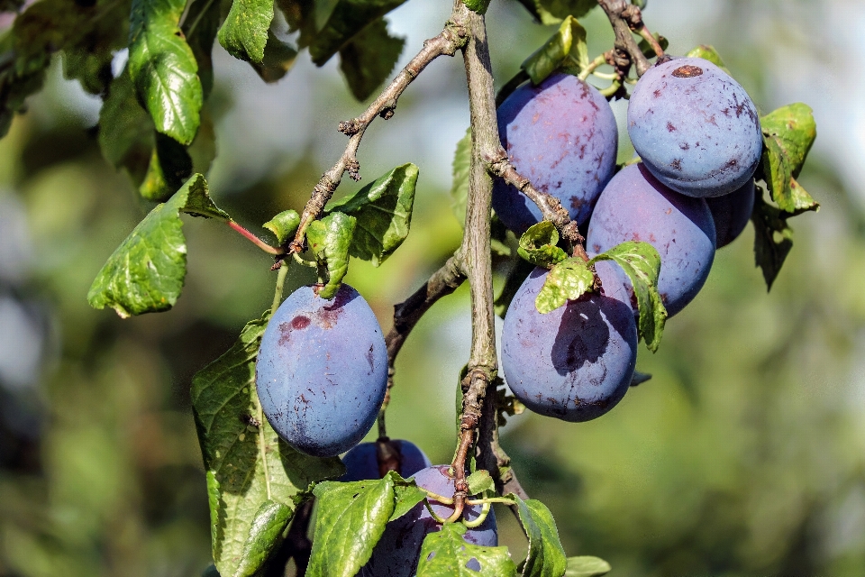 Rama florecer planta fruta