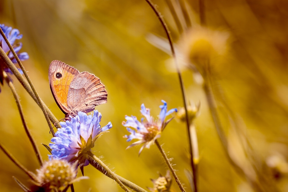 Natura zakład fotografia łąka
