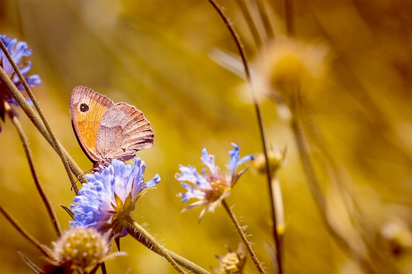 Nature plant photography meadow Photo