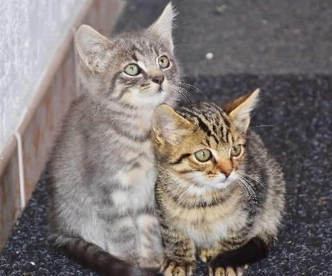 Photo Animal de compagnie duveteux chaton