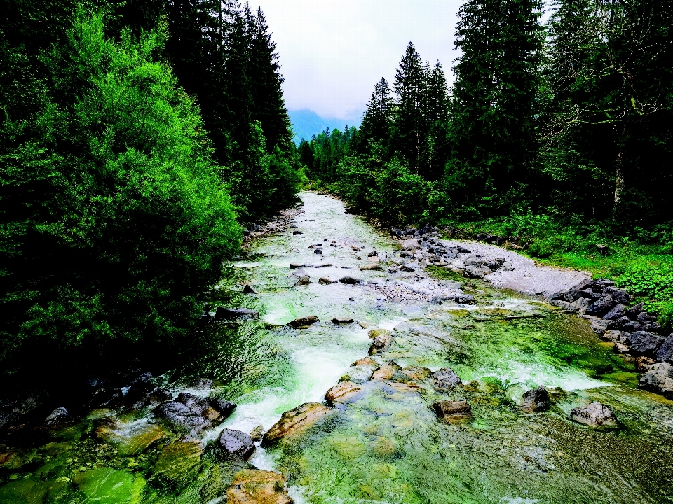 Paesaggio albero acqua natura