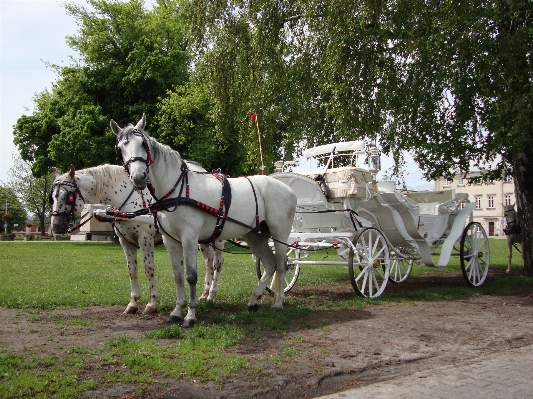 Cart vehicle horse tourism Photo