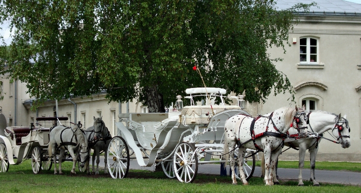 Cart vehicle tourism horses Photo