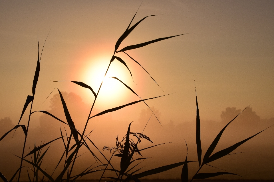 Landschaft natur gras horizont