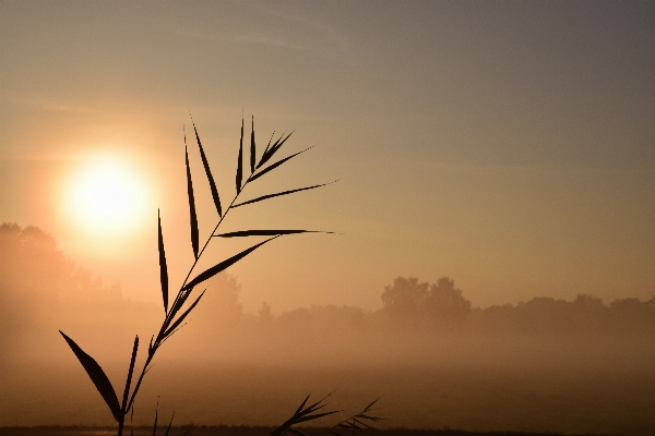 Landscape tree nature grass Photo