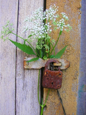 Anlage blatt blume wand Foto