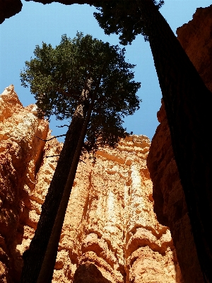 Landscape tree rock mountain Photo