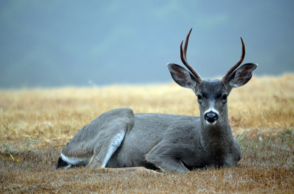 Nature champ prairie
 jeu