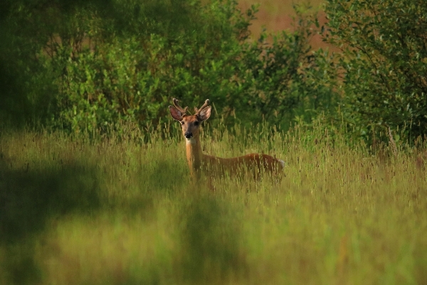 Wilderness field meadow prairie Photo