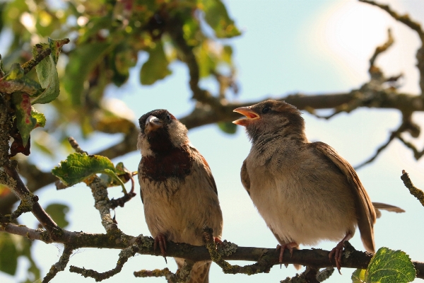 Nature branch bird wing Photo