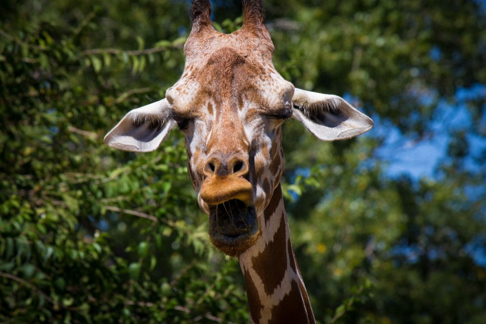 Animal animais selvagens jardim zoológico mamífero