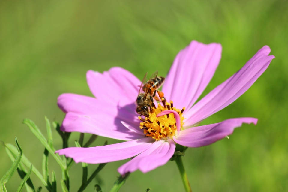 Nature blossom plant meadow