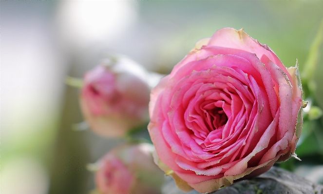 Nature blossom plant sunlight Photo