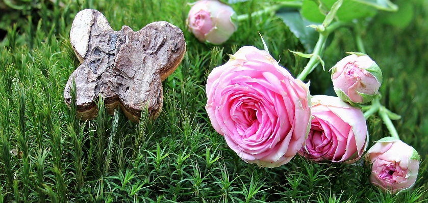 Foto Alam rumput tanaman kayu