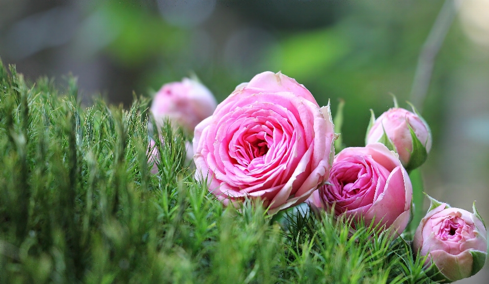 Nature grass blossom plant