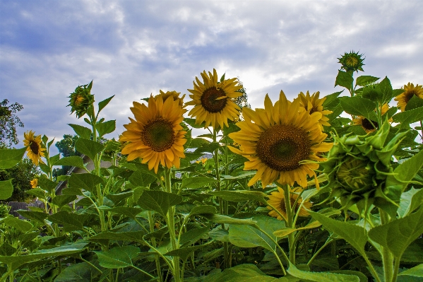 Blossom plant field meadow Photo