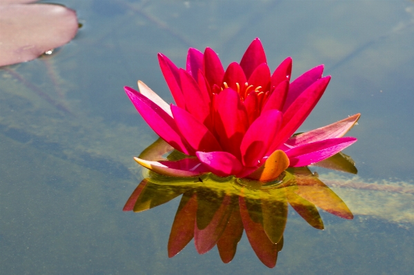 Nature blossom plant leaf Photo