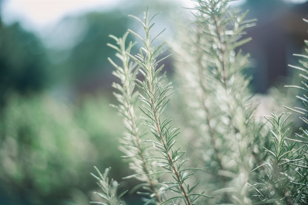 Tree nature grass branch Photo