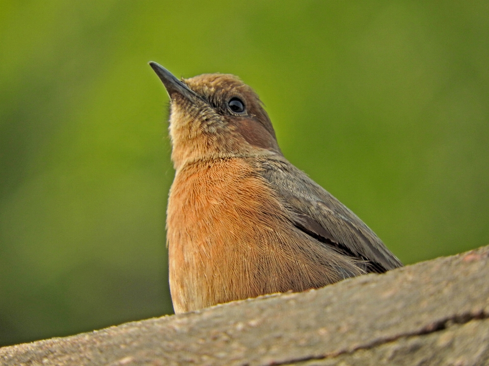 Naturaleza bosque rama pájaro