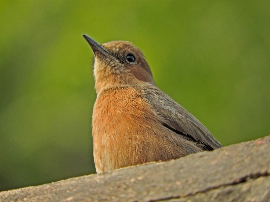 Foto Alam hutan cabang burung