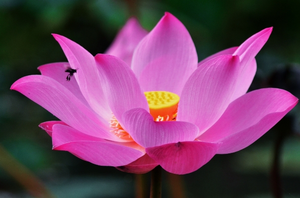 Landscape water nature blossom Photo