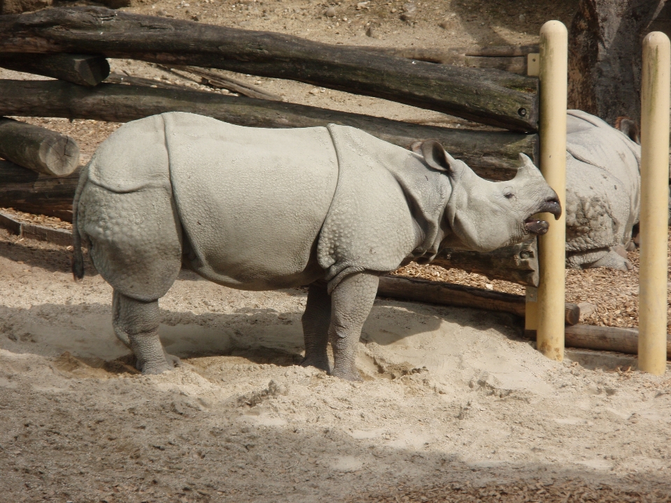 Animal animais selvagens jardim zoológico buzina