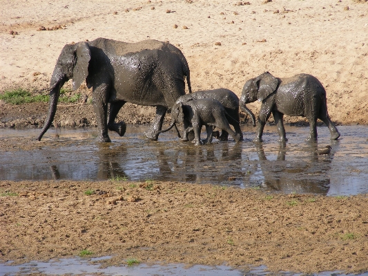 Adventure wildlife herd africa Photo