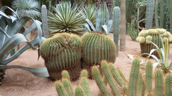 Foto Cacto
 plantar campo flor