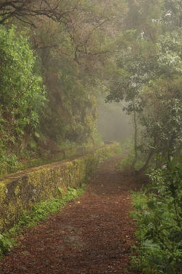 树 自然 森林 荒野 照片