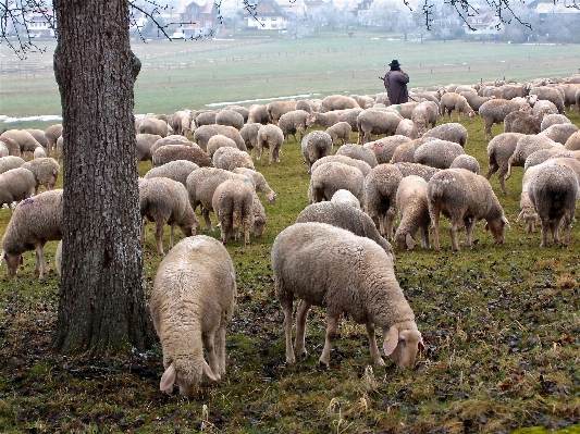 Nature field farm flock Photo