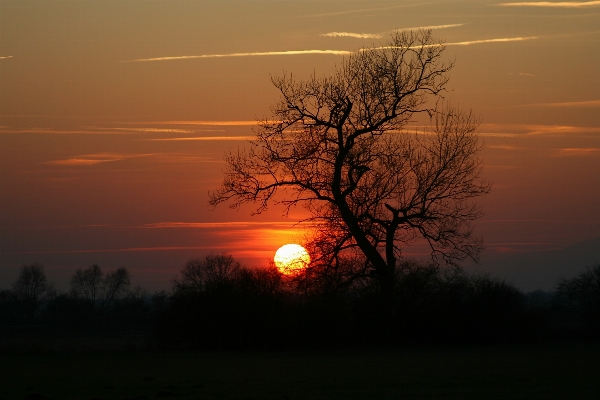 Landscape tree nature horizon Photo