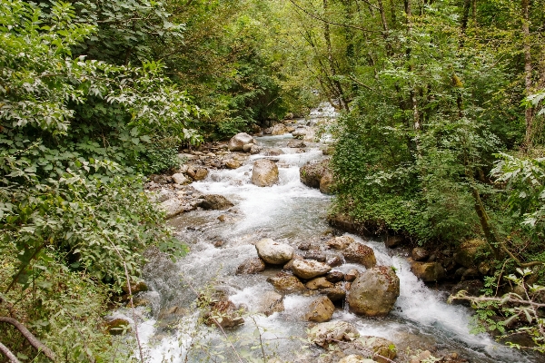 Water nature forest waterfall Photo