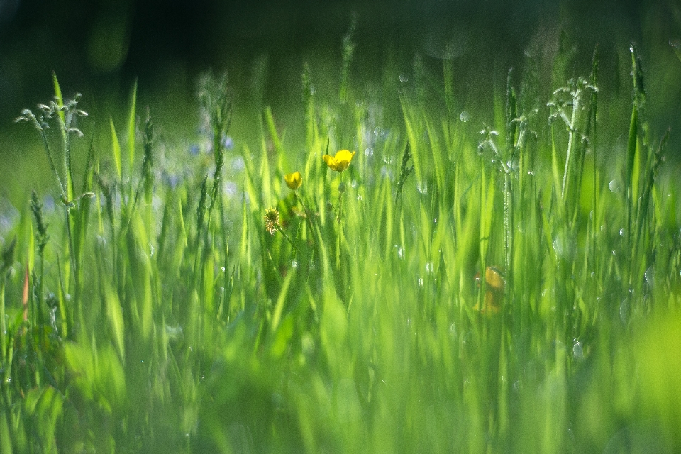 Woda natura trawa oddział