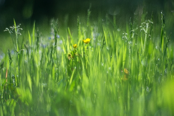 Water nature grass branch Photo