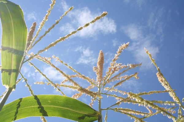 Tree nature grass branch Photo