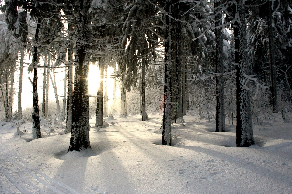 árvore floresta filial neve