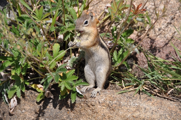 自然 動物 かわいい 野生動物 写真